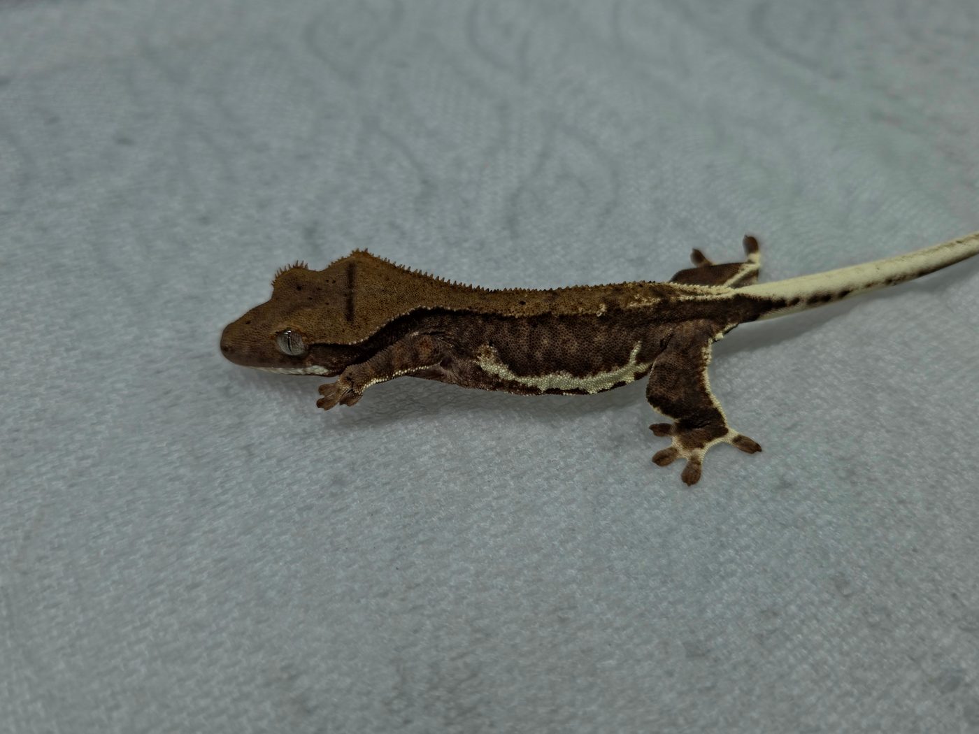 Dark Phantom Lilly White crested gecko in profile on a light gray cloth, deep brown body with a cream stripe along its side and a pale cream tail
