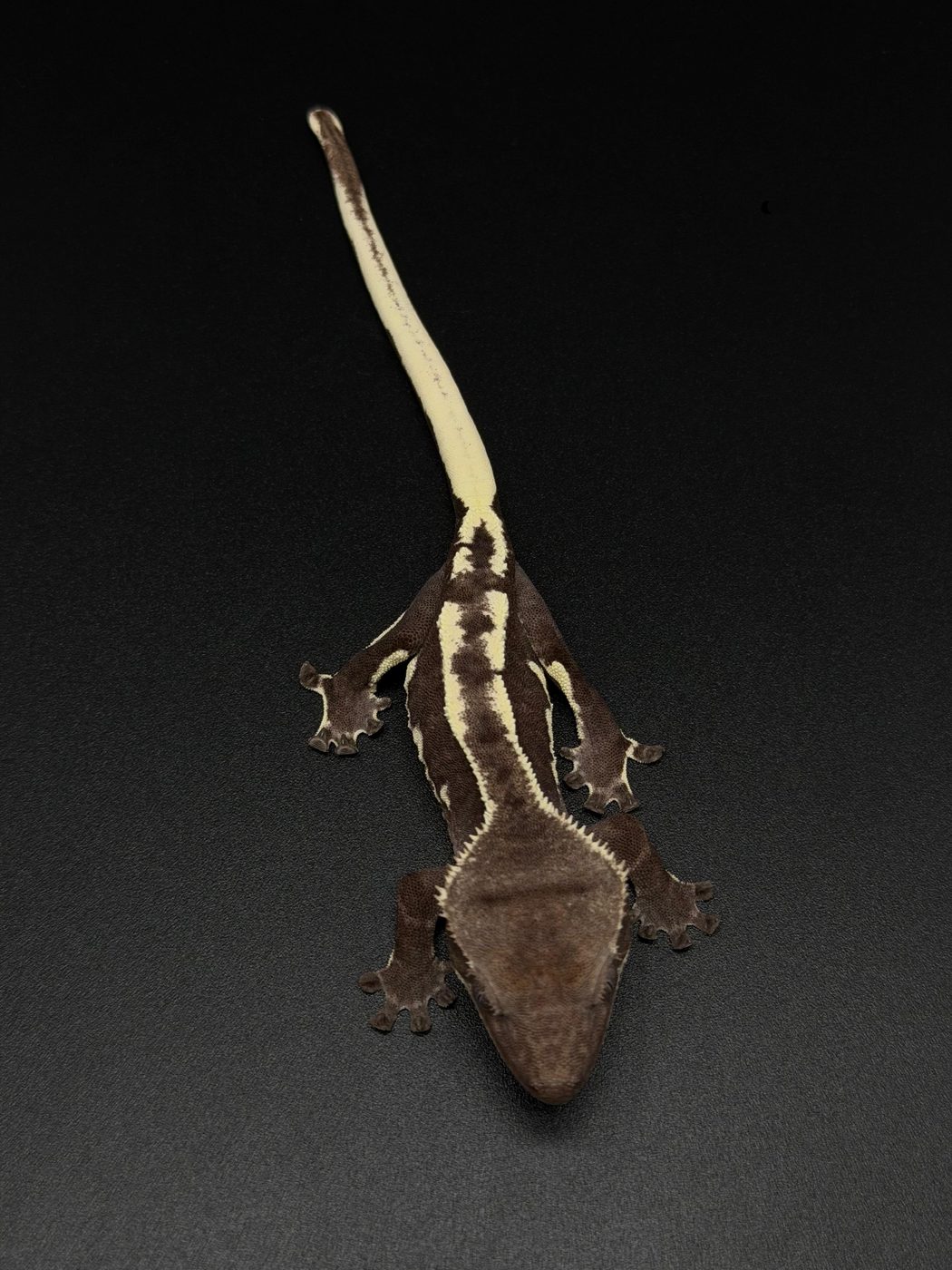 Funky Monk, an Axanthic Lilly White possible Frappuccino crested gecko seen from above, dark brown body with a bold cream stripe down the back and a cream tail, on a black background