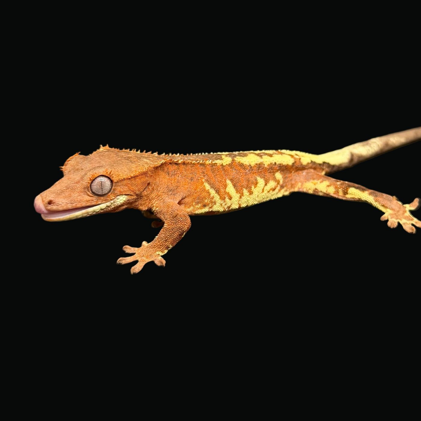 Banksy, an Orange Frappuccino crested gecko in profile on a black background, bright orange with cream and yellow flame markings, licking its lips