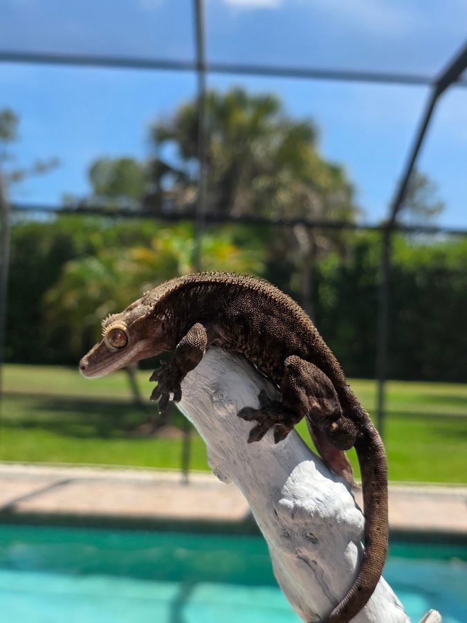 Black Lilly Capp, a very dark brown crested gecko breeder, perched on white driftwood outdoors with a pool and palm trees behind it