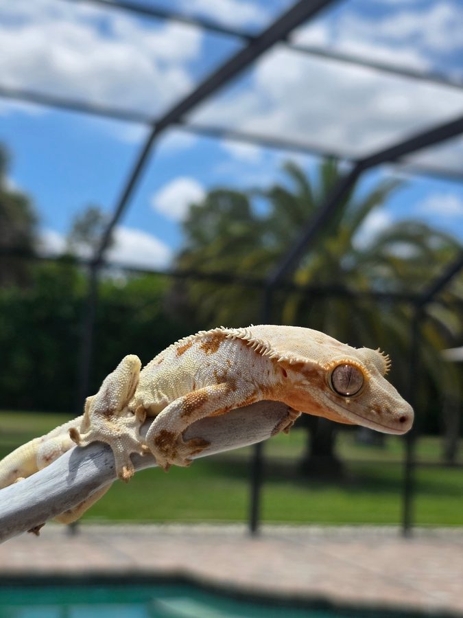 Frappuccino, a pale cream and soft orange crested gecko breeder, close up on a gray branch outdoors under a blue sky