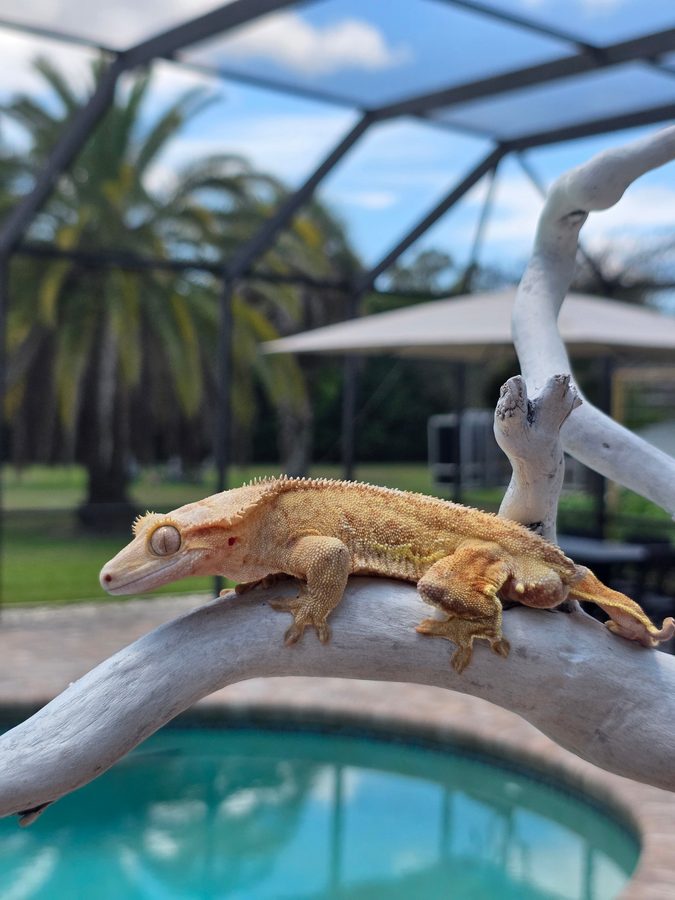 Yellow Lilly Dalmatian, a golden yellow crested gecko breeder, stretched along a white driftwood branch beside a pool