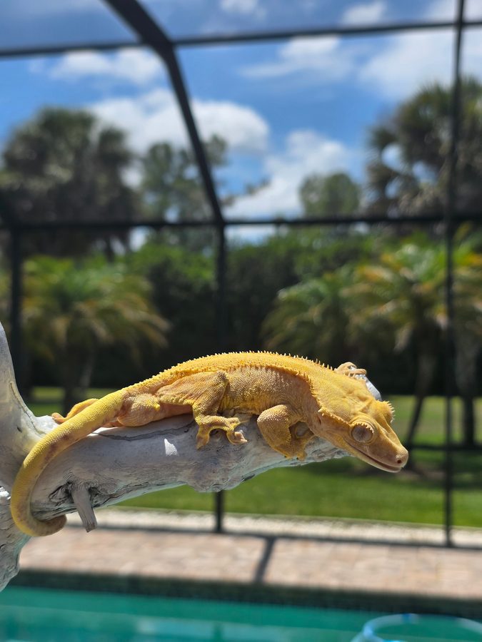 Orange Lilly Dalmatian, a vivid yellow orange crested gecko breeder, resting on driftwood with its head lowered, pool and palm trees behind it