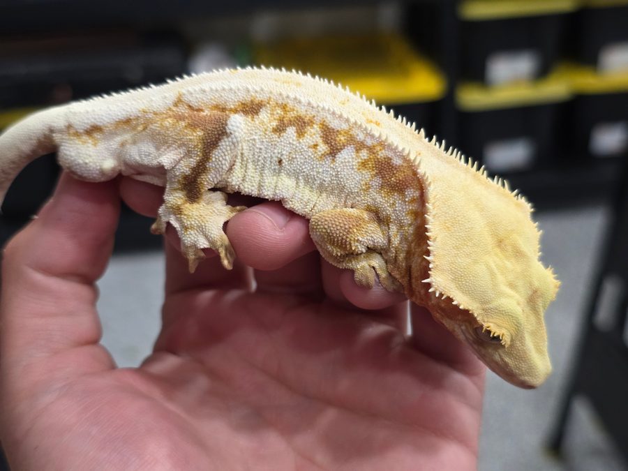 Red Lilly White, a cream and soft red marbled crested gecko breeder, resting across a person's open palm indoors