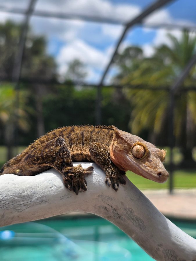 Tiger, a brown striped crested gecko breeder, lying flat on white driftwood beside a pool, facing right