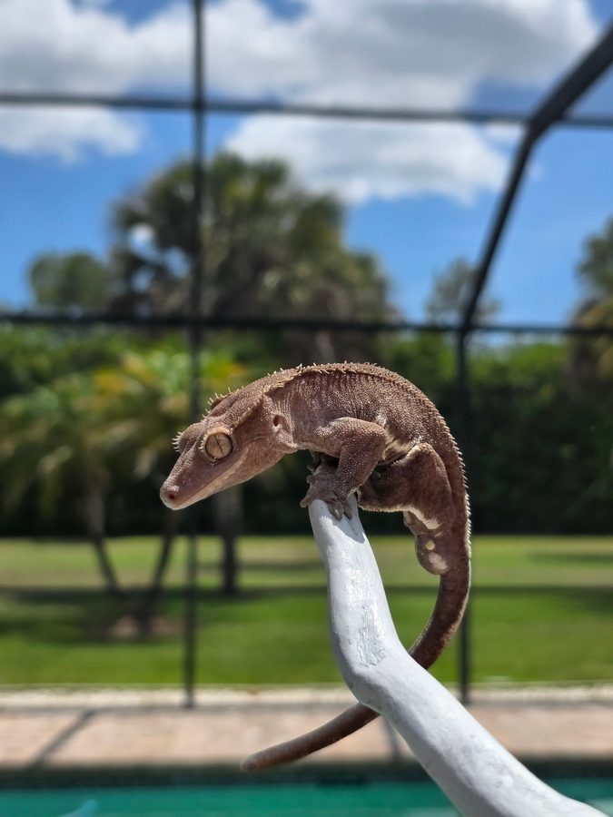 Phantom Axanthic, a dusty gray brown crested gecko breeder, balanced on the tip of a white branch outdoors with its tail curled down