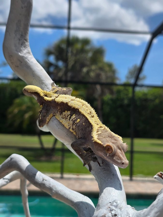 Sable, a dark brown crested gecko breeder with a wide cream yellow pattern along its back, climbing down a white branch outdoors